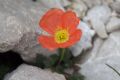 Papaver alpinum